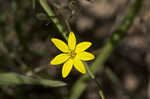 Carolina silkgrass